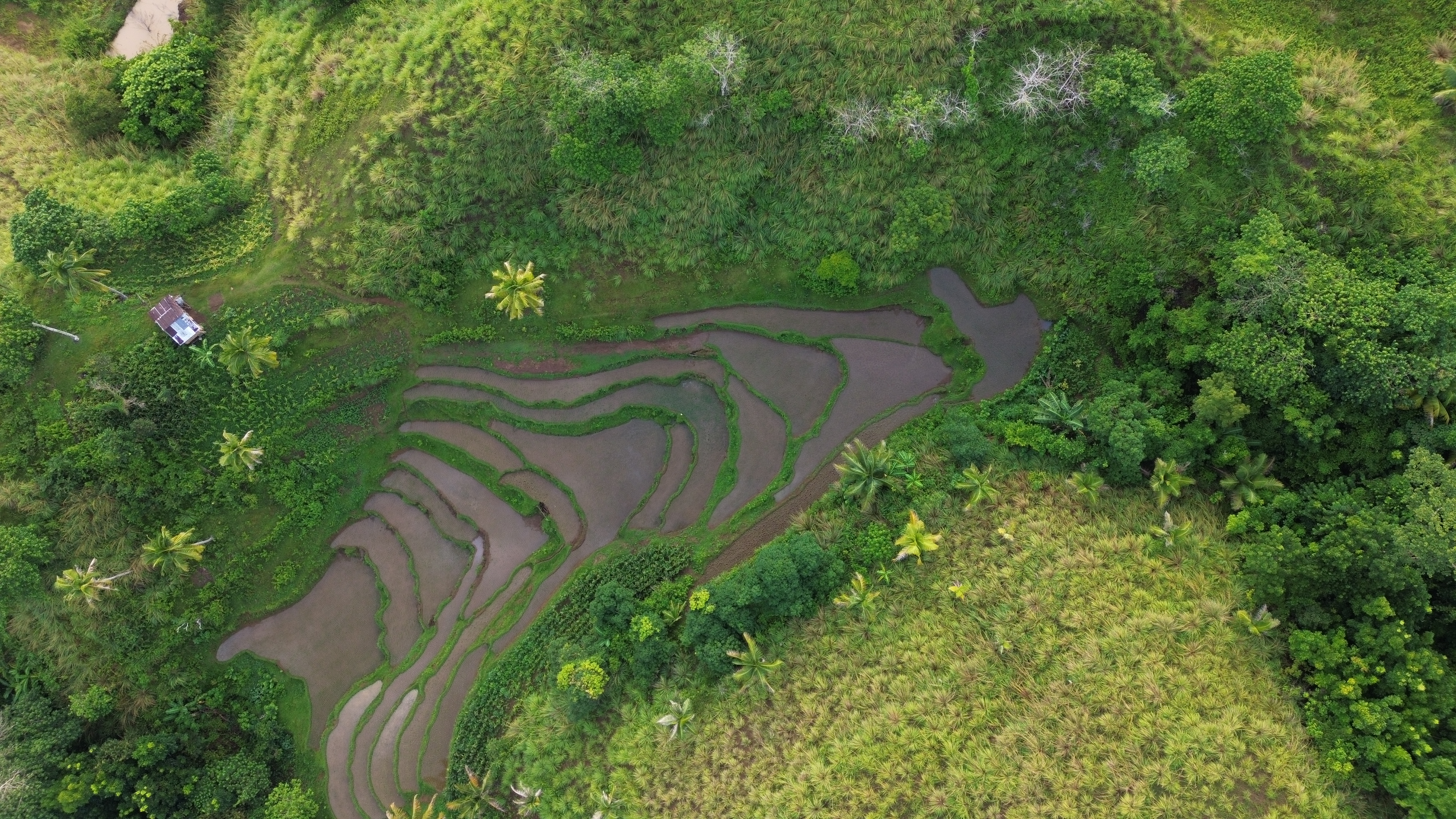 Tubigon Mangrove Nature